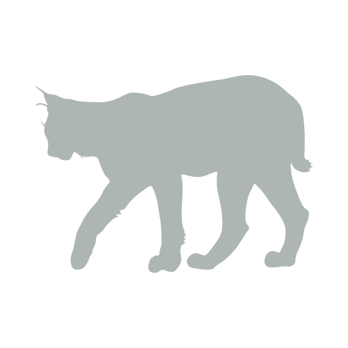 lynx